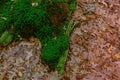 Dried oak leaves and moss in the forest Royalty Free Stock Photo