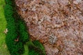 Dried oak leaves and moss in the forest Royalty Free Stock Photo