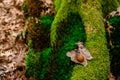 Dried oak leaves and moss in the forest Royalty Free Stock Photo