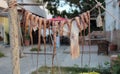 Dried octopus in a Greek restaurant Royalty Free Stock Photo