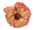 Dried oink rose