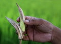 Dried Okra in nature