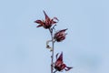 Dried okra on tree in garden.