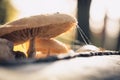 Dried old mushrooms in a state of decay with white threads