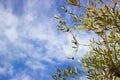 Dried olive fruits on the branches against the blue autumn sky