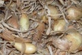 Dried onion heads