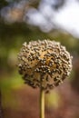 Dried onion seeds on flower