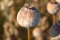 dried opium, poppy capsules Royalty Free Stock Photo
