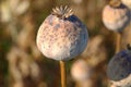 Dried opium, poppy capsules Royalty Free Stock Photo