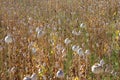 dried opium, poppy field