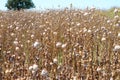 Dried opium, poppy field