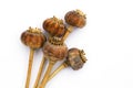 Dried opium poppy seed capsules Royalty Free Stock Photo