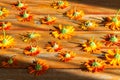 Dried calendula flowers - an important raw material for the preparation of medicines, Tver region, Russia