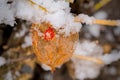 a dried orange physalis with snow in winter Royalty Free Stock Photo