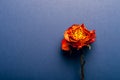 Dried orange rose, beautiful faded flower Royalty Free Stock Photo