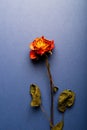 Dried orange rose, beautiful faded flower Royalty Free Stock Photo