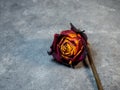 Dried orange rose on a black background. One flower is on the table