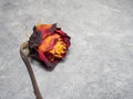 Dried orange rose on a black background. One flower is on the table