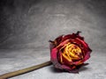 Dried orange rose on a black background. One flower is on the table Royalty Free Stock Photo