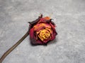 Dried orange rose on a black background. One flower is on the table