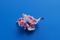 Dried orchid on a blue classic background. Dry, dead purple phalaenopsis orchid flowers with blue background. Isolate, beautiful