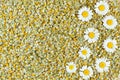 Dried organic natural chamomile blooming flowers