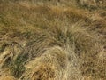 Dried and ornamental fodder grass Royalty Free Stock Photo