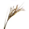 Dried ornamental grass clump isolated on white