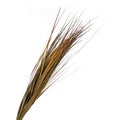 Dried ornamental grass clump isolated on white