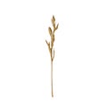 Dried ornamental grass clump. Very high-res. Clean edges, no shadows. Royalty Free Stock Photo