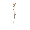 Dried ornamental grass clump. Very high-res. Clean edges, no shadows. Royalty Free Stock Photo