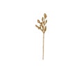 Dried ornamental grass clump. Very high-res. Clean edges, no shadows. Royalty Free Stock Photo