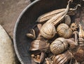 Dried Othalanga Dried plants ornament in wooden bowl Royalty Free Stock Photo