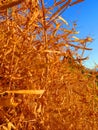 Wild sweet pea seed pods Royalty Free Stock Photo