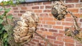 Dried out dead brown brittle artichoke flowers