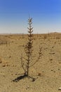 Dried out dead desert weed on a wide rocky bottom with blue sky in Africa. harsh environmental conditions