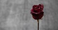 Dried out dead roses. Royalty Free Stock Photo