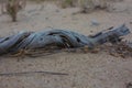 A dried-out dead thorn tree that once grew in the desert sand