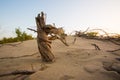 A dried-out dead thorn tree that once grew in the desert sand Royalty Free Stock Photo
