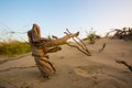 A dried-out dead thorn tree that once grew in the desert sand Royalty Free Stock Photo