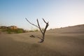 A dried-out dead thorn tree that once grew in the desert sand