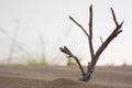 A dried-out dead thorn tree that once grew in the desert sand