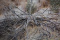 A dried-out dead thorn tree that once grew in the desert sand