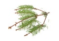 Dried out fir branch after christmas isolated over white background Royalty Free Stock Photo