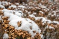 Dried out hydrangea flower covered with snow Royalty Free Stock Photo