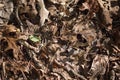 Dried out Leaves with One Single Green Leaf