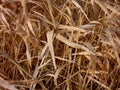 Dried-out Leaves of Reed Plant Clump