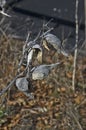 Dried Out Milkweed Pods in Spring