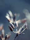 Dried out plant chervil forest in autumn lights colors and macro shots. Sunset meadow background. Royalty Free Stock Photo