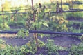 Dried out tomato, tomato gone bad. Tomatoes grown in the greenhouse dried due to illness or disrepedness. Agriculture Concept